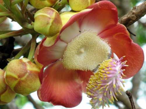 дерево бонсай: выращиваем любимые растения в миниатюре своими руками